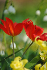 red and yellow flower