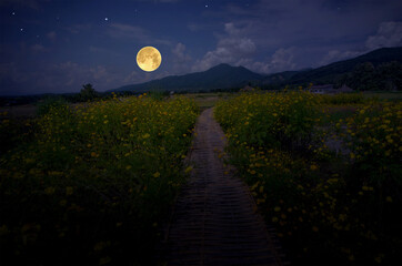Romantic full moon over yellow cosmos flower field © athapet