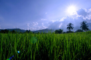 Sunlight cover green rice field in the morning