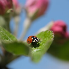 Ladybug takes a walk in apple blossom