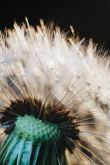 macro photo of white dandelion fluffs