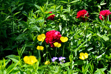Fototapeta na wymiar Buntes Blumenbeet an einem Sommertag, bunte Blumenwiese