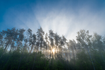 Morning fog in the forest
