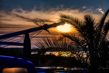 Palme im sonnenaufgang