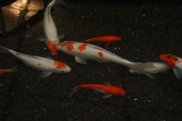 Koi fish in a pond 