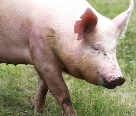  Household pig In fresh green grass in farm