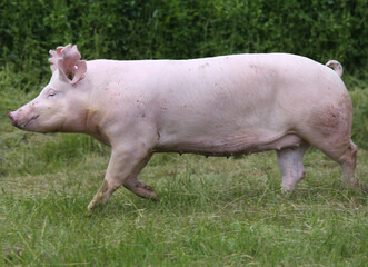  Household pig In fresh green grass in farm