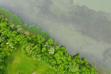 Horizontal aerial top down drone view of forest with green trees along river with colourful water....