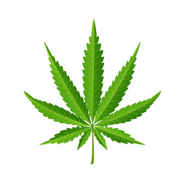 Green leave of cannabis on a white background.
