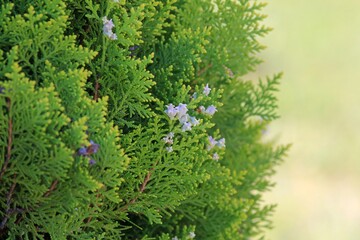 Thuja orientalis branch in the Park