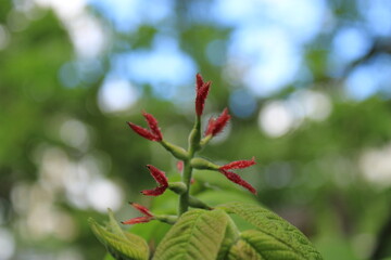 Spring flowering in a city forest park
