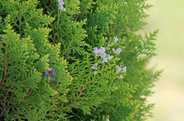Thuja orientalis branch in the Park