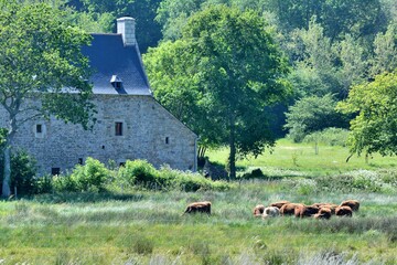 Beautiful view on the highland cows at Plougrescant in Brittany. France