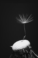 macro photo of white dandelion fluffs