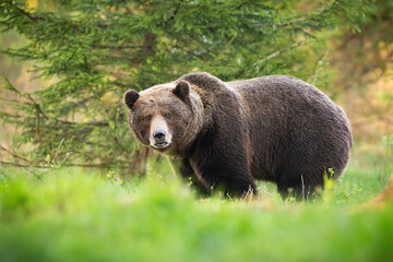 Territorial brown bear, ursus arctos, male looking into camera on glade with green grass in spring nature. Threatening wild animal with large body watching on meadow from low angle side view.