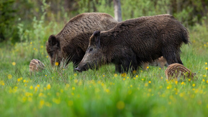 Peaceful wild boar, sus scrofa, herd standing on meadow with blooming flowers. Harmonious group of mammals grazing on meadow from side view. Animal wildlife scenery from nature.