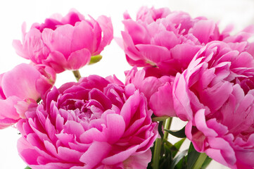 シャクヤク　芍薬　ピオニー