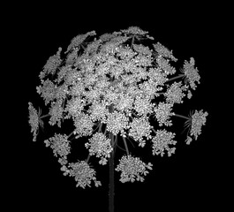 Obrazy  na białym tle monochromatyczny dziki kwiat marchwi na czarnym tle