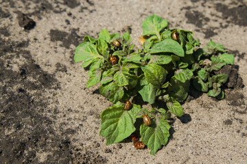 Many Colorado beetles harm only sprouted potatoes in the garden. Top view of a bush with potatoes.