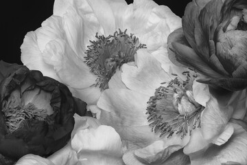 Fototapety  Monochrome peony bouquet macro on black background
