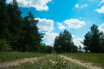 Two ruts of a dirt road are directed into the distance near the forest.