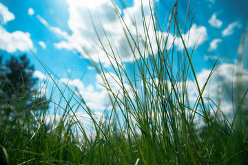 Tall grass against the sky with clouds. Beautiful background.