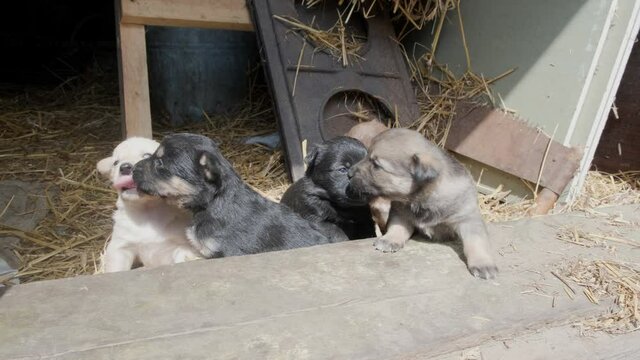 Cute clumsy puppies running on the doorstep of a barn on an old farm. Beautiful puppies play together
