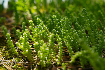 The sun's rays illuminate the succulents growing in the forest.