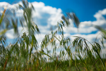 Against the background of the sky on a clear day, we see grass. View from below.