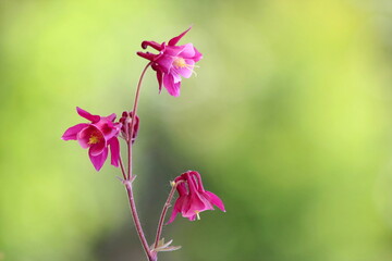 schöne Akelei / Aquilegia