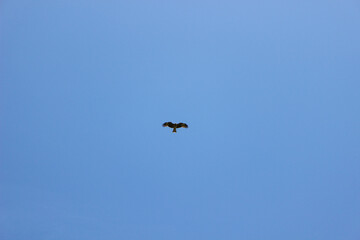 空_0006_大空と鷲 2