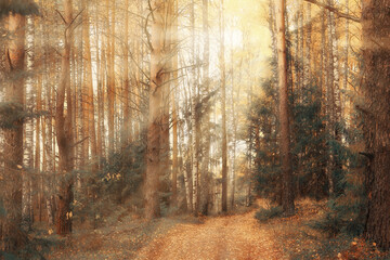autumn landscape background, sun rays in the forest, park, trees seasonal view October