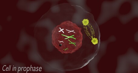 Cell in prophase
