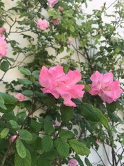 Fototapeta premium rosa gialla