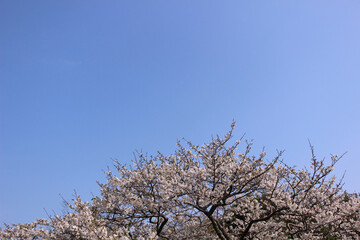 桜_0012