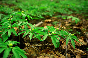green grass leaves top view wild field / summer in the jungle, forest grass abstract view, background