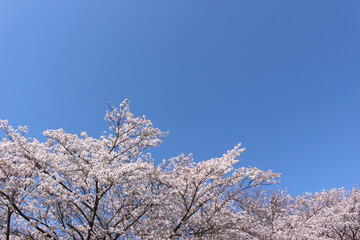 桜_0027