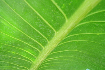 The leaves and the light shining down make it look beautiful.