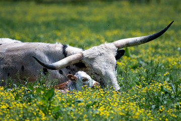 A mother's love! A female longhorn nurtures her 1 day old calf in a beautiful meadow filled with...