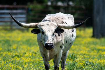 A female longhorn walking through a pasture surrounded by little yellow flowers. 