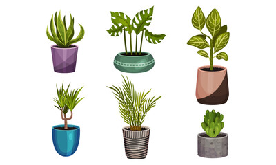 Green Exotic House Plants Growing in Ceramic Pots Vector Set