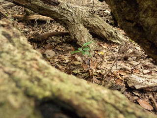 樹木の根元と地面