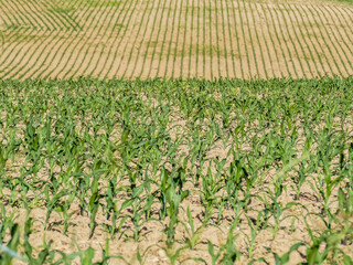 Maisfeld im Frühjahr
