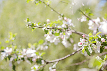 Fototapeta na wymiar Apple trees in bloom on a clear day. Blue sky