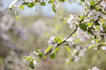 Apple trees in bloom on a clear day. Blue sky