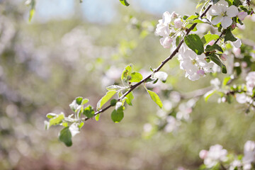 Obraz premium Apple trees in bloom on a clear day. Blue sky