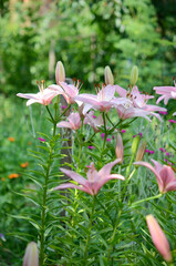 Obraz premium Blooming lily on a green background