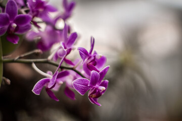 close up of a purple flower