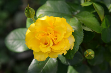 Beautiful rose in the garden