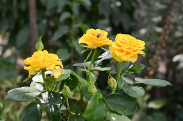 Beautiful rose in the garden